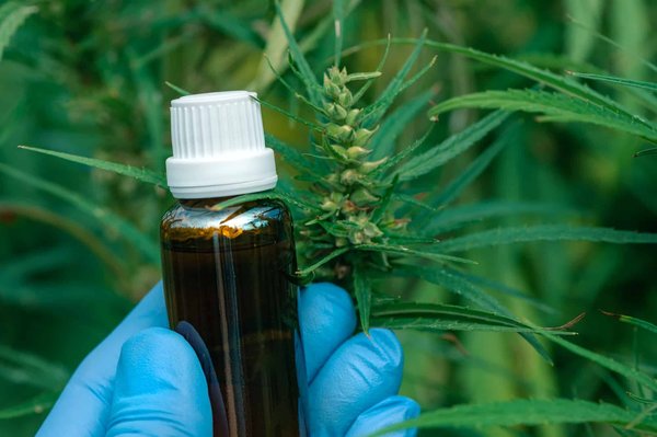 Quelles mesures de précaution prendre et quels sont les impacts potentiels de l'utilisation des fleurs de CBD ?